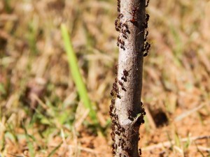 ants-517332_640