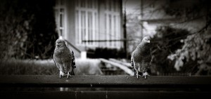 pigeons-620412_640