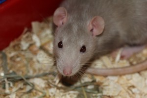 rat-369105_640